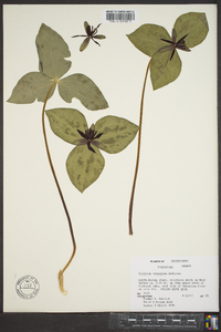 Trillium stamineum image