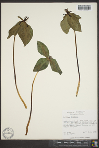 Trillium stamineum image