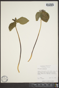 Trillium stamineum image