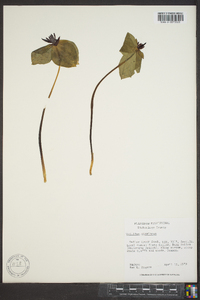 Trillium stamineum image