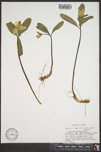 Trillium texanum image