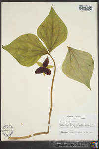 Trillium vaseyi image