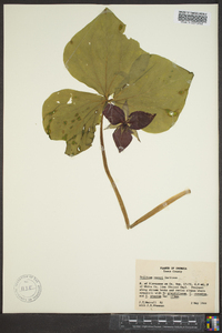 Trillium vaseyi image