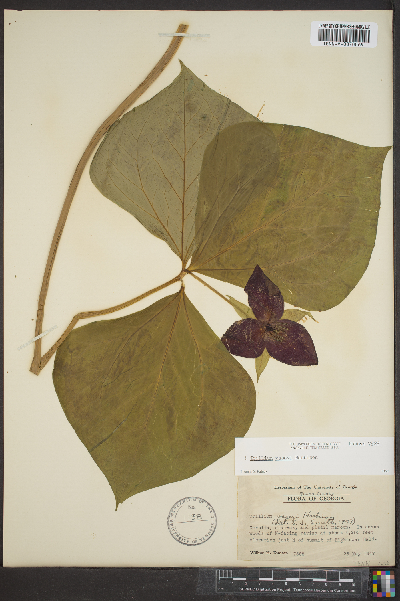 Trillium vaseyi image