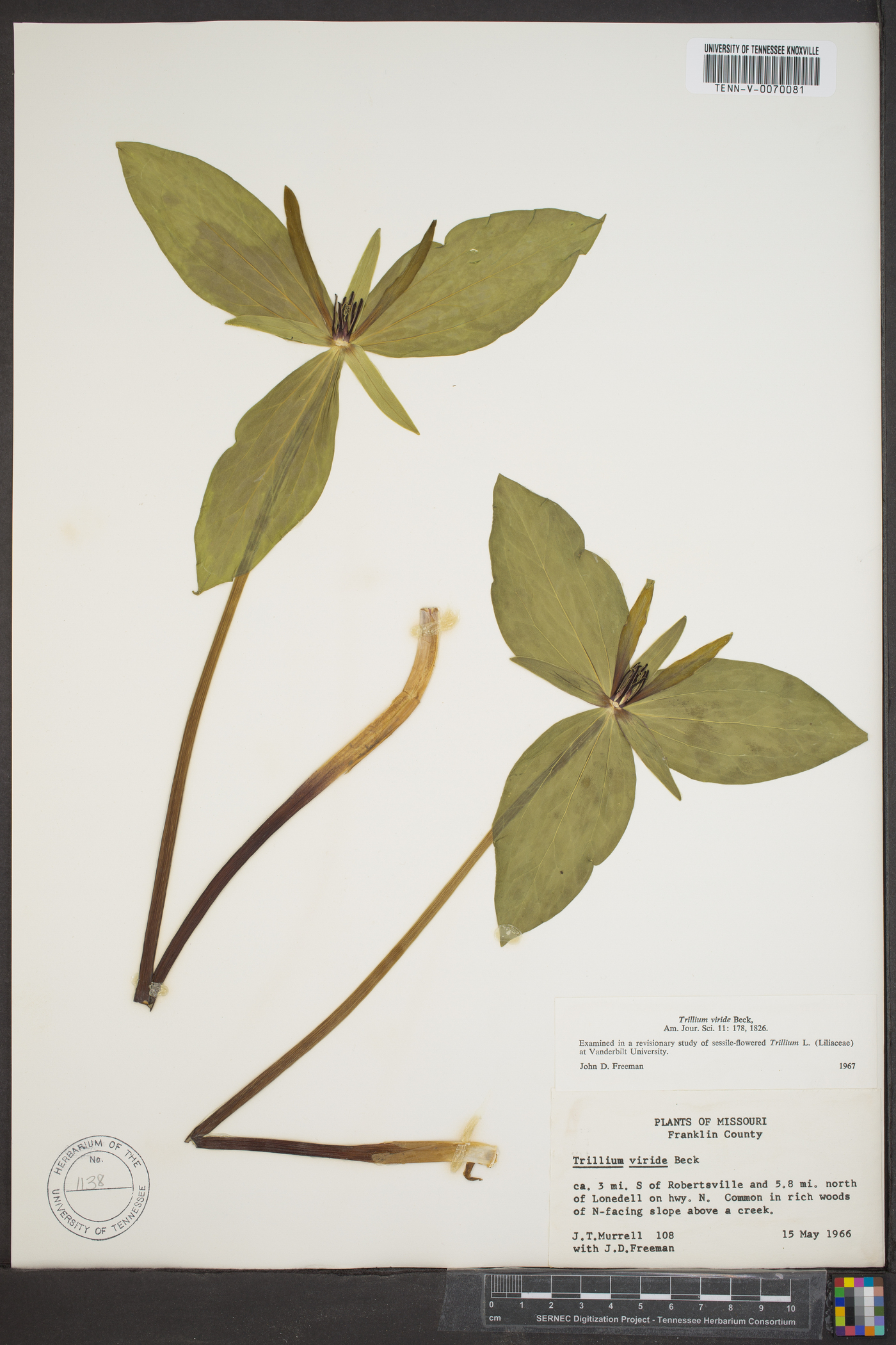 Trillium viride image