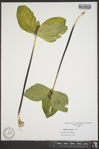 Trillium viridescens image