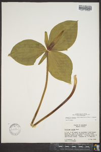 Trillium viridescens image