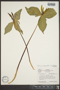 Trillium viridescens image