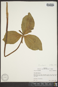 Trillium viridescens image