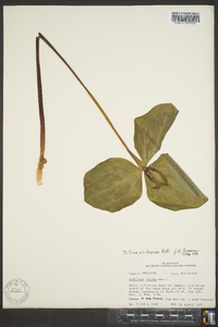 Trillium viridescens image