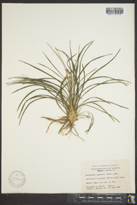 Ophiopogon japonicus image