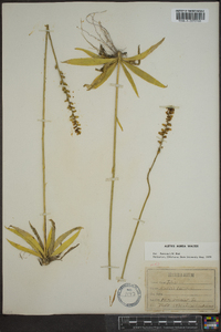 Aletris aurea image