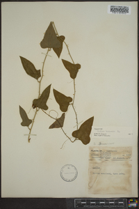 Smilax bona-nox image