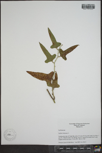 Smilax bona-nox image