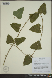 Smilax bona-nox image