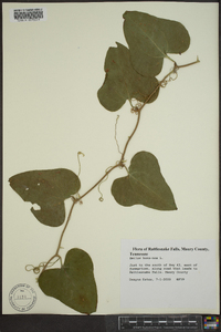 Smilax bona-nox image