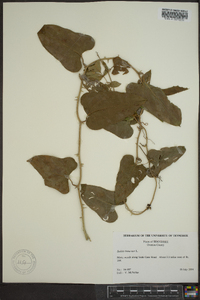 Smilax bona-nox image