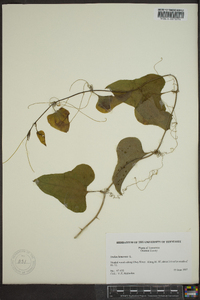 Smilax bona-nox image