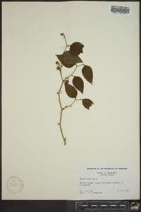 Smilax bona-nox image