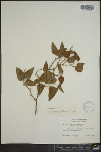 Smilax bona-nox image