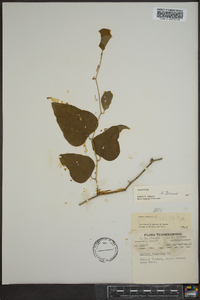 Smilax bona-nox image