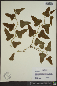 Smilax bona-nox image