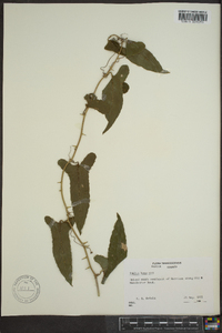 Smilax bona-nox image