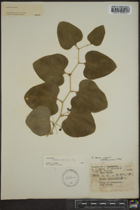 Smilax bona-nox image