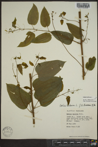 Smilax herbacea image