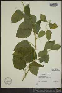 Smilax herbacea image