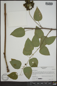 Smilax herbacea image