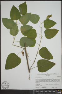 Smilax herbacea image