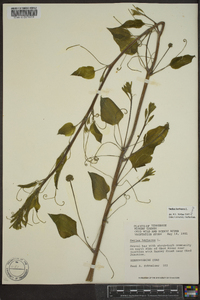 Smilax herbacea image