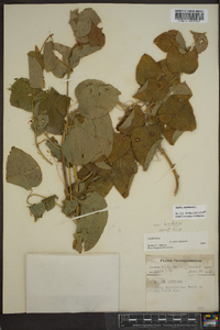 Smilax herbacea image