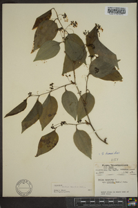 Smilax tamnoides image