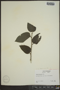 Smilax tamnoides image