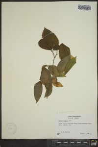 Smilax tamnoides image