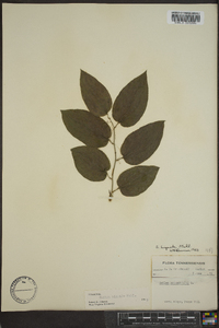 Smilax tamnoides image