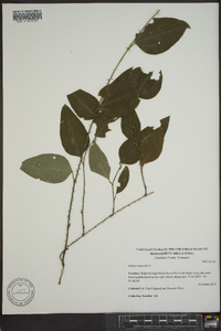 Smilax tamnoides image