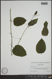 Smilax tamnoides image