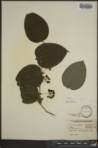 Smilax tamnoides image