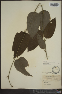 Smilax tamnoides image