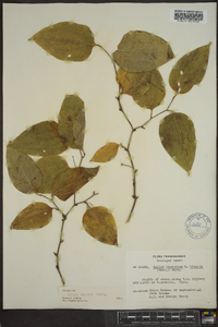 Smilax tamnoides image