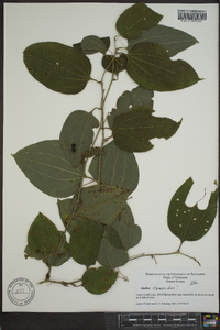 Smilax tamnoides image