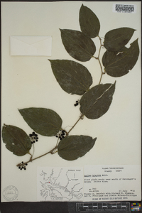 Smilax tamnoides image