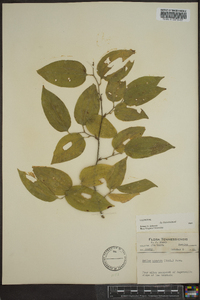 Smilax tamnoides image