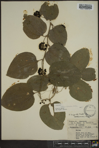 Smilax tamnoides image