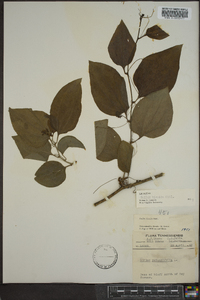 Smilax tamnoides image