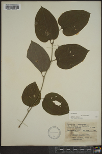 Smilax tamnoides image