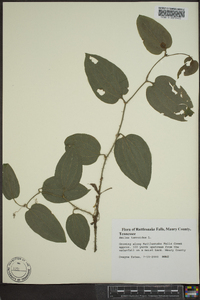 Smilax tamnoides image